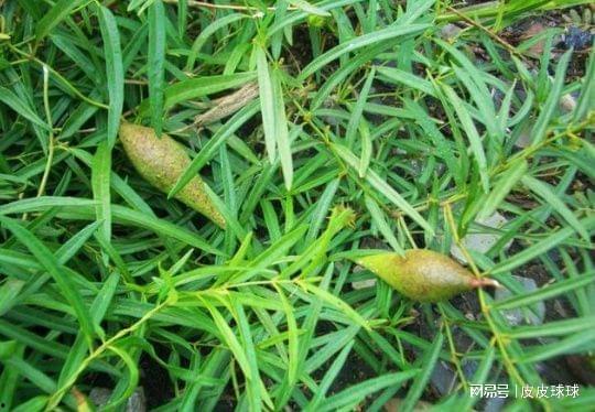 吃瓜小瓜草,揭秘娱乐圈那些不为人知的幕后故事