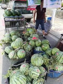 海南吃瓜旅游事件,揭秘背后的真相与反思