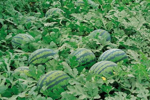 乡村吃瓜场景展示,欢声笑语中的乡村生活剪影