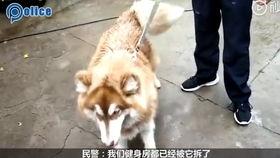 狗挨打猪吃瓜,一场意外引发的乡村奇闻