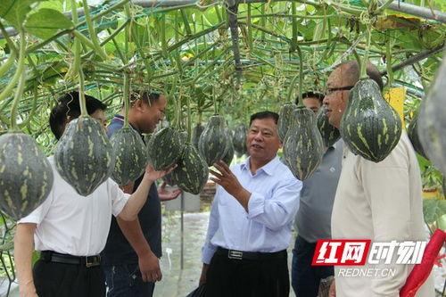 湖南衡阳的吃瓜,探寻湖南衡阳的“吃瓜”风情