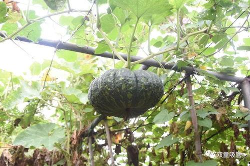 铭仁园吃瓜,揭秘吃瓜群众的欢乐盛宴