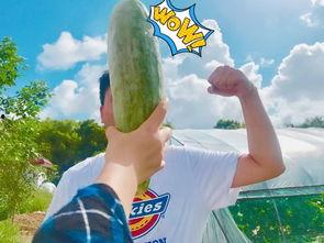 网红夺吉吃瓜,一场网络狂欢背后的真相揭秘