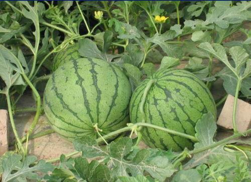 盐城147吃瓜事件,揭秘网络谣言背后的真相